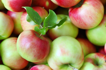 Apples
