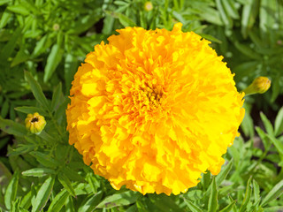 Tagetes - Studentenblume