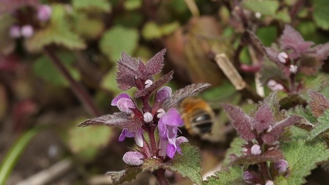 Gemeine Pelzbiene saugt Nektar an Purpurroter Taubnessel, Zeitlupe