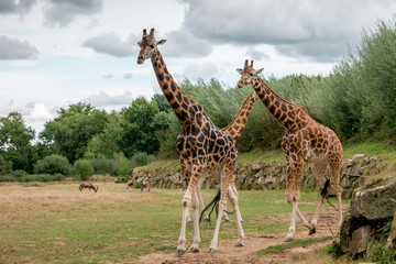 Girafes dans un zoo