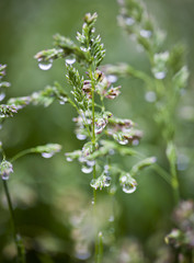 Dew drops