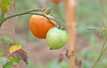 ripe tomato