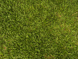 Pattern Of grass