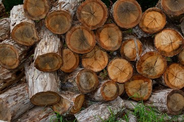 Cut logs ready to split chop for firewood