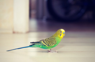 Budgies walks  on the floor