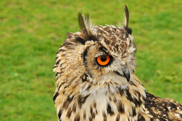 Coruja com grandes olhos cor de laranja