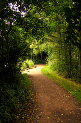 Fototapeta premium Caminho