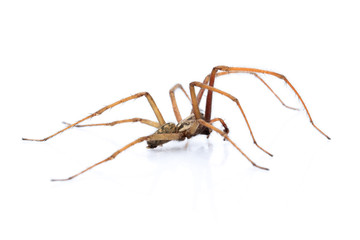 Winkelspinne