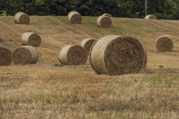 Hay Planting Cork