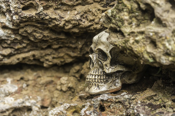 skull or skeleton of human photography