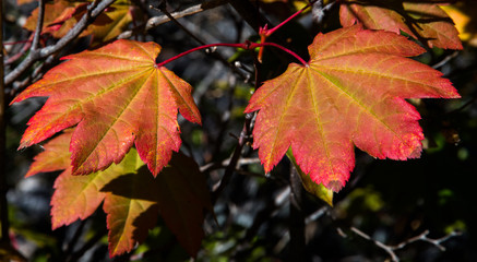 Vine maple leaves showing autumn colors