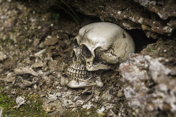 skull or skeleton of human photography