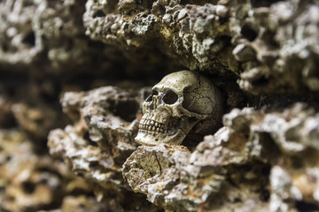 skull or skeleton of human photography