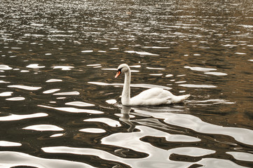 Cisne