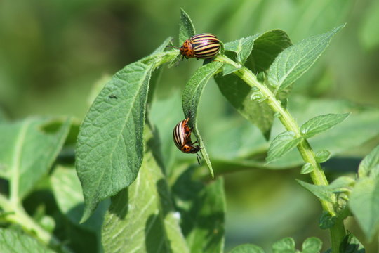 Doryphore,Doryphores,Leptinotarsa decemlineata