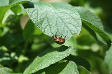 Doryphore,Doryphores,Leptinotarsa decemlineata