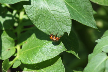 Naklejka premium Doryphore,Doryphores,Leptinotarsa decemlineata