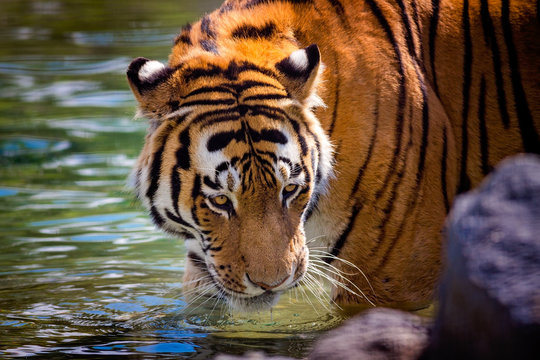 Fototapeta Tiger
