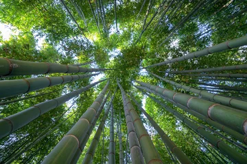 Papier Peint photo Lavable Bambou Forêt de bambous, un regard vers le ciel