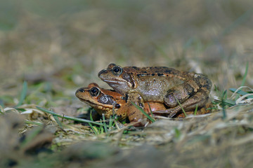 Grasfrösche bei der Paarung