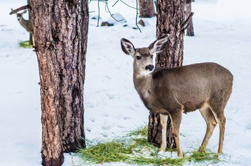 Young Mule Deer in Winter