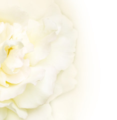 Wedding background with petals of white rose