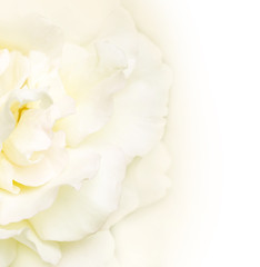Fototapeta premium Wedding background with petals of white rose