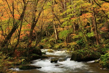  奥入瀬渓流の紅葉 