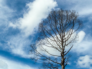 Dead Trees in blue sky and white cloud