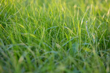 lawn grass