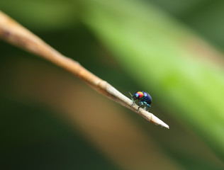 A Beetle perched on a plant leaf. Superfamily Scarabaeoidea, Fam