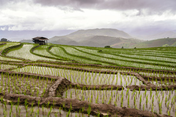The step rice fields