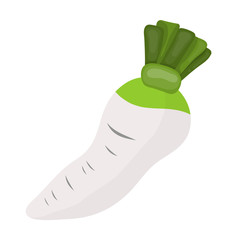 White radish isolated illustration