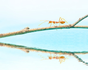 Red ant walk on the branch, reflection on water.