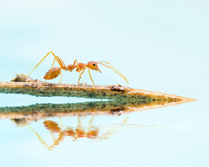 Red ant walk on the branch, reflection on water.