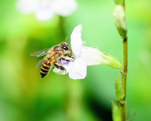 Bee in nature.