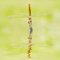 Dragonfly reflected in water.