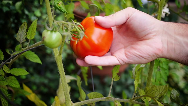 Picking a Tomato