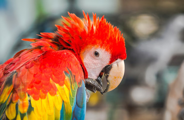 Fototapeta premium Bird