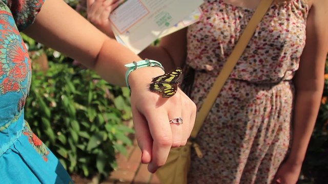 Women Look at Butterfly on Hand