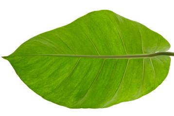 Epipremnum Aureum (scientific name), Marble Queen or Devil's Ivy, isolated on white background and clipping path