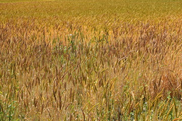 麦畑／山形県の庄内地方で麦畑を撮影した写真です。