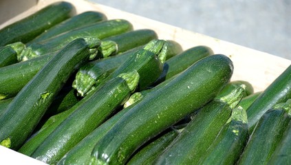 Caisse de courgettes