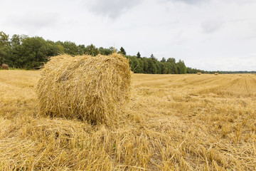 stack of hay