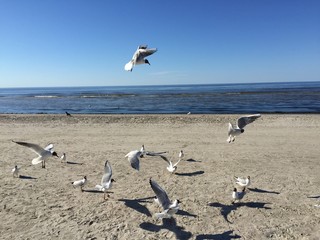 seagul baltic sea beach