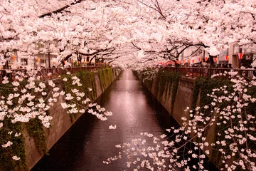 Crédence de cuisine en verre imprimé Fleur de cerisier Fleurs de cerisier de la rivière Meguro