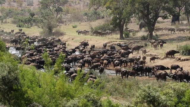 Large herd of African buffaloes (Syncerus caffer) gathering at a river to drink, Kruger National Park, South Africa