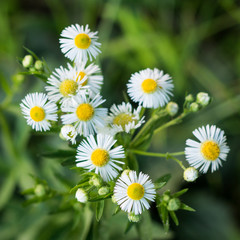 Obraz na płótnie Canvas Closeup Daisy Flowers in the garden.