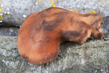 Fistulina hepatica