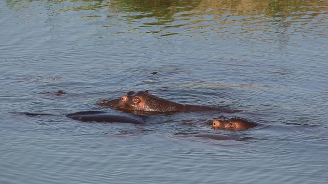 Group of hippopotamus (Hippopotamus amphibius) in water, Kruger National Park, South Africa